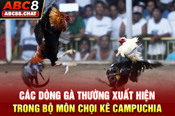 Các dòng gà thường xuất hiện trong bộ môn chọi kê Campuchia