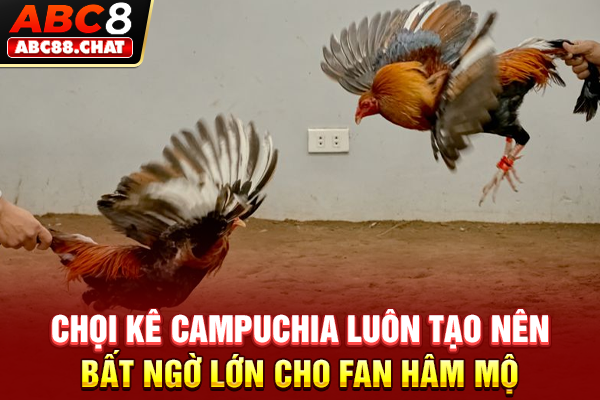 Chọi kê Campuchia luôn tạo nên bất ngờ lớn cho fan hâm mộ