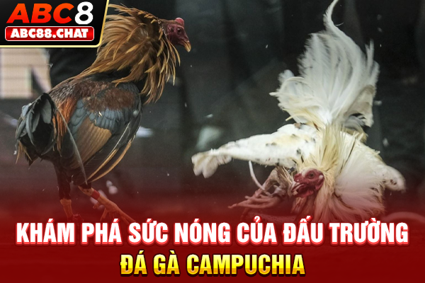 Khám phá sức nóng của đấu trường đá gà Campuchia