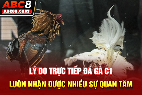 Lý do trực tiếp đá gà C1 luôn nhận được nhiều sự quan tâm
