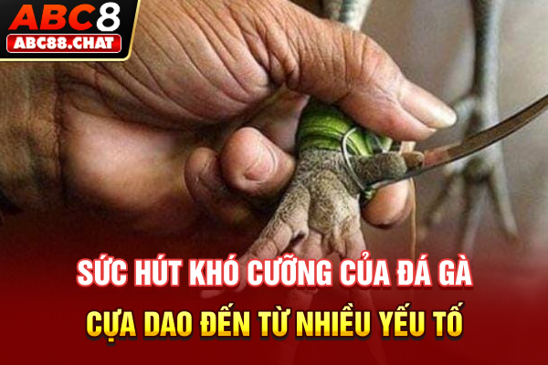 Sức hút khó cưỡng của đá gà cựa dao đến từ nhiều yếu tố
